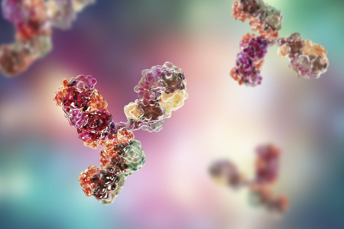 Antibodies 101: How Antibodies Can Help Reduce Anxiety & Improve Concentration