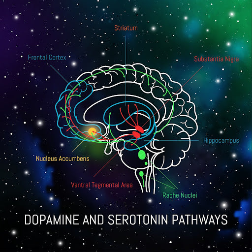 serotonin and dopamine