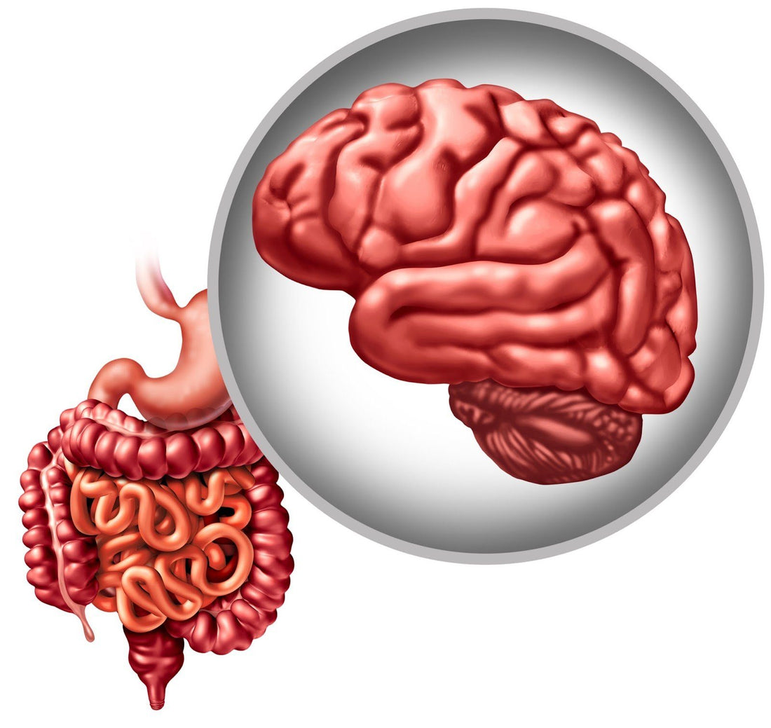 The Brain & Gut Connection: Gut Health, Anxiety & Your Mood